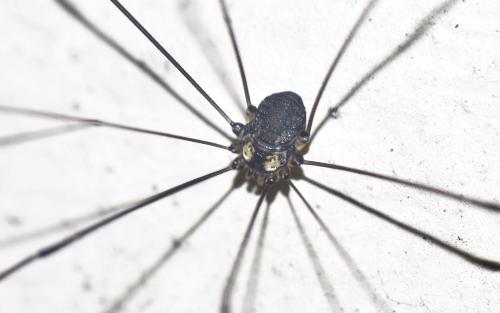 Réf. 346 284 : Leiobunum sp-a